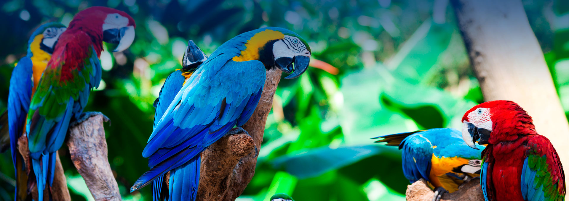 Posada Amazonas 5D/4N