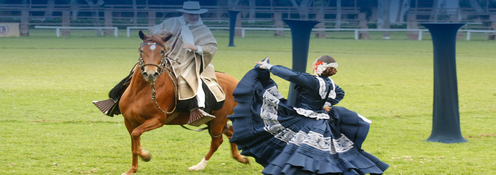Peruvian Paso Horse Exhibition