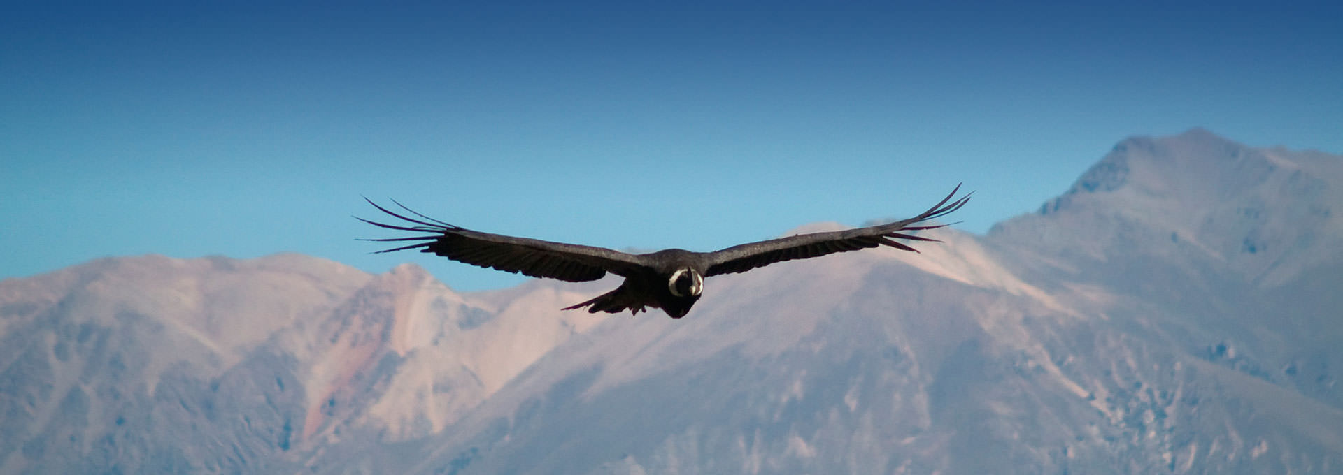 Colca Canyon